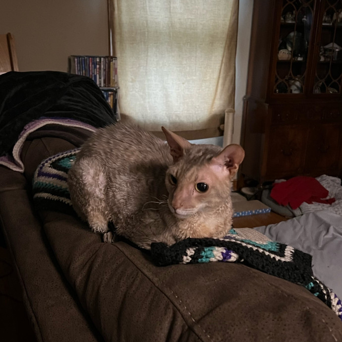Lifelong Cat Mom To Care For Your Baby