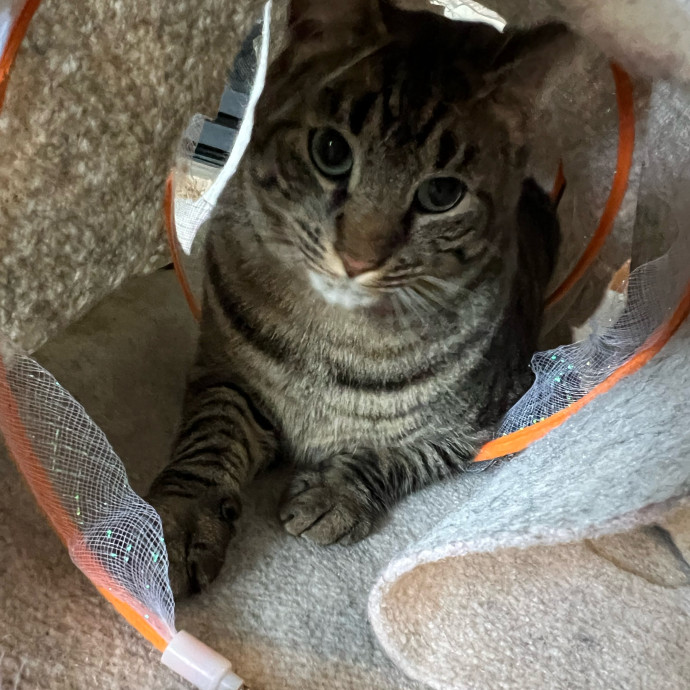 Lifelong Cat Mom To Care For Your Baby