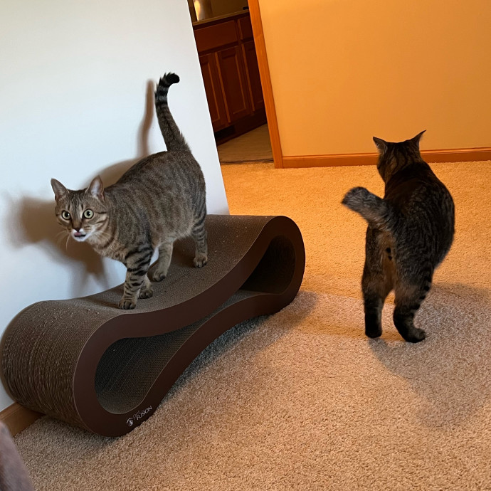 Lifelong Cat Mom To Care For Your Baby