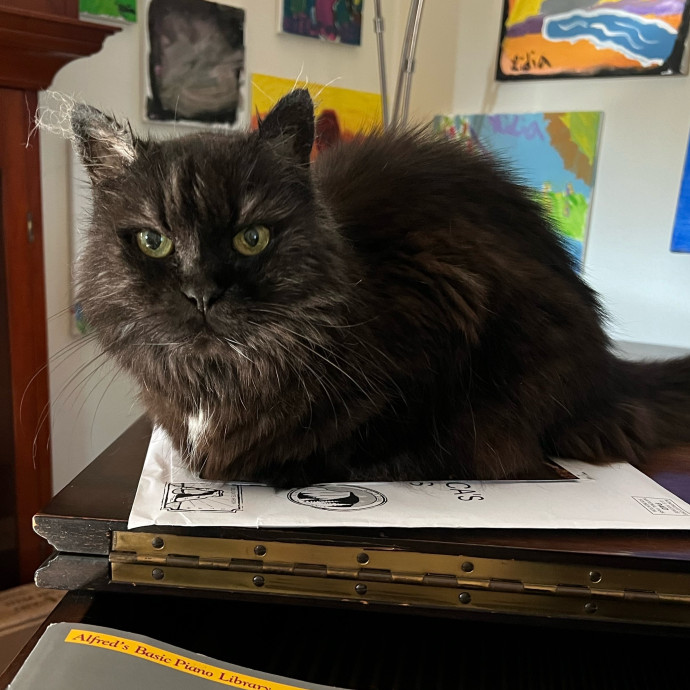 Lifelong Cat Mom To Care For Your Baby