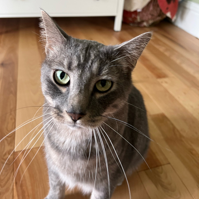 Lifelong Cat Mom To Care For Your Baby