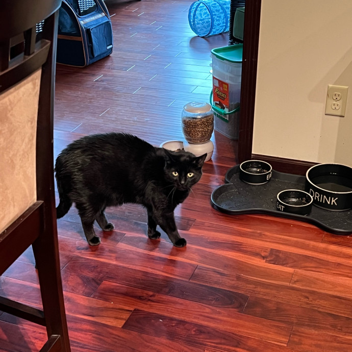 Lifelong Cat Mom To Care For Your Baby