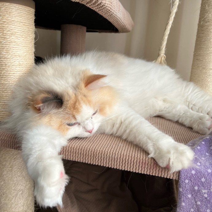 Lifelong Cat Mom To Care For Your Baby