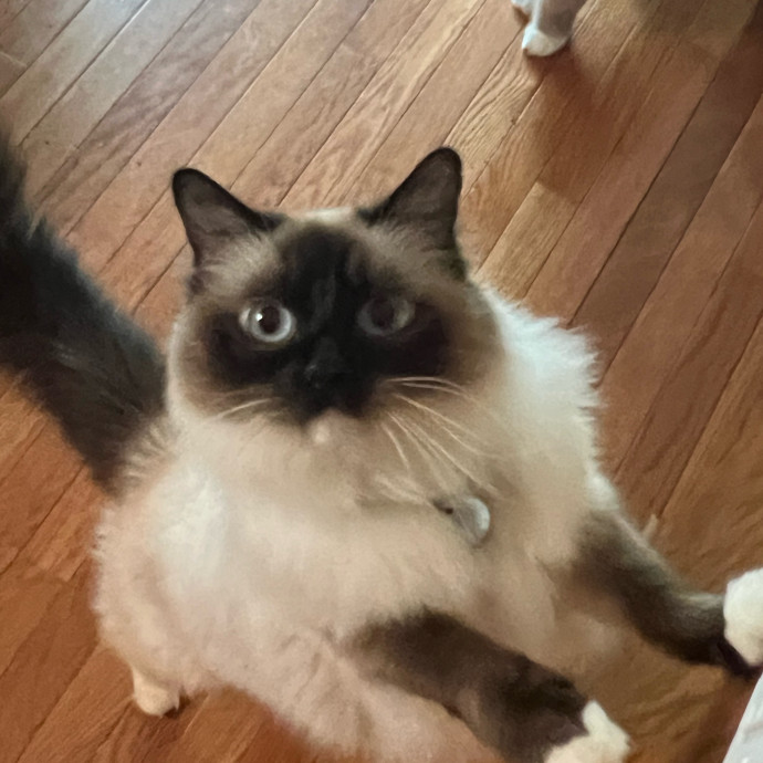 Lifelong Cat Mom To Care For Your Baby