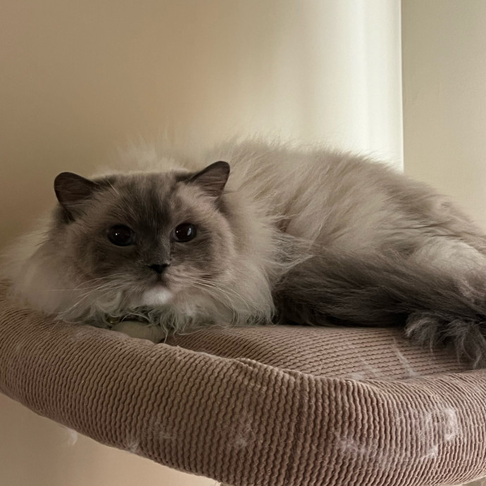 Lifelong Cat Mom To Care For Your Baby