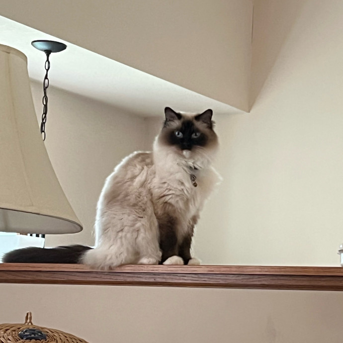 Lifelong Cat Mom To Care For Your Baby