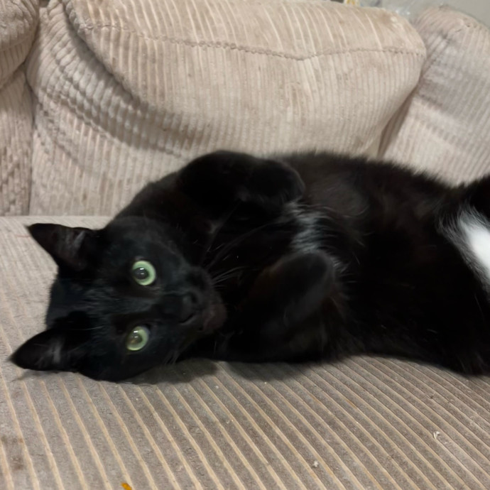 Lifelong Cat Mom To Care For Your Baby