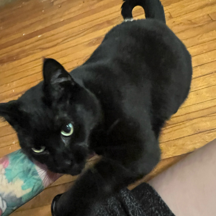 Lifelong Cat Mom To Care For Your Baby