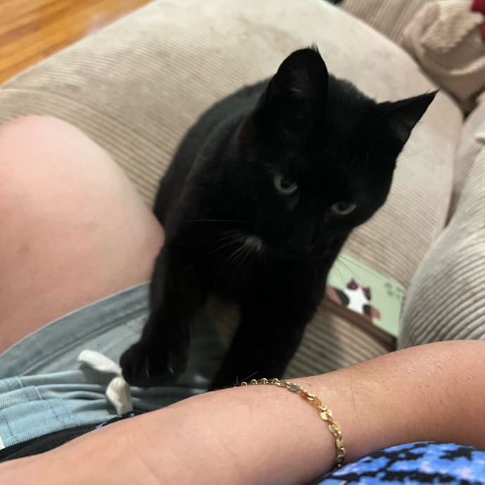 Lifelong Cat Mom To Care For Your Baby