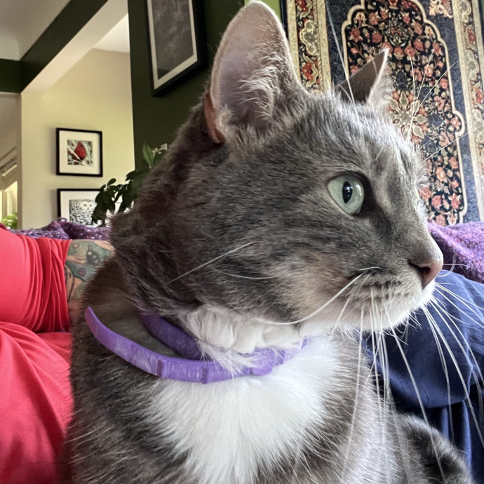 Lifelong Cat Mom To Care For Your Baby
