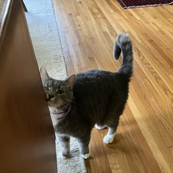 Lifelong Cat Mom To Care For Your Baby