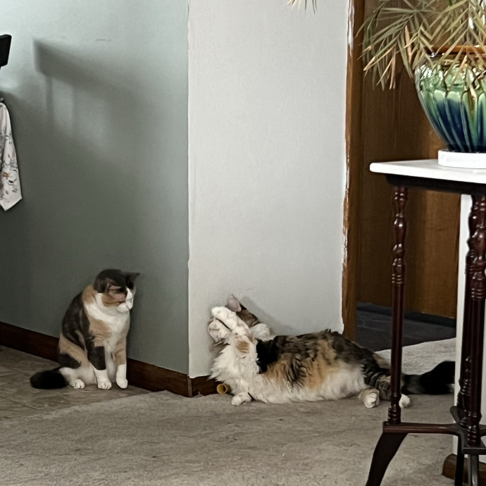 Lifelong Cat Mom To Care For Your Baby