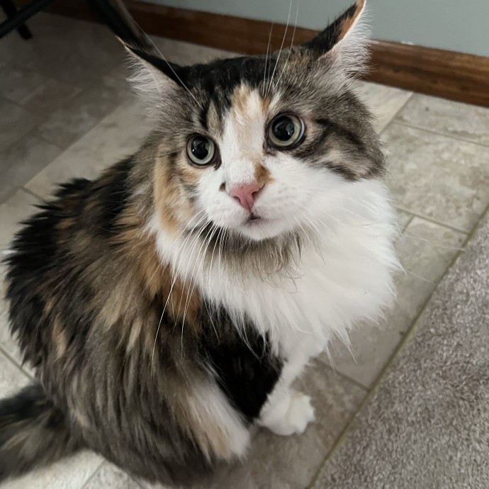Lifelong Cat Mom To Care For Your Baby