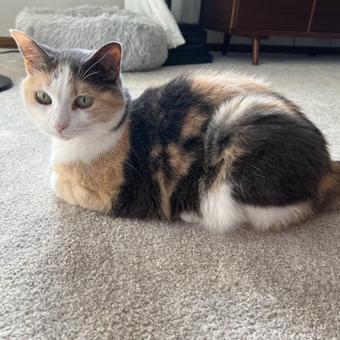 Lifelong Cat Mom To Care For Your Baby