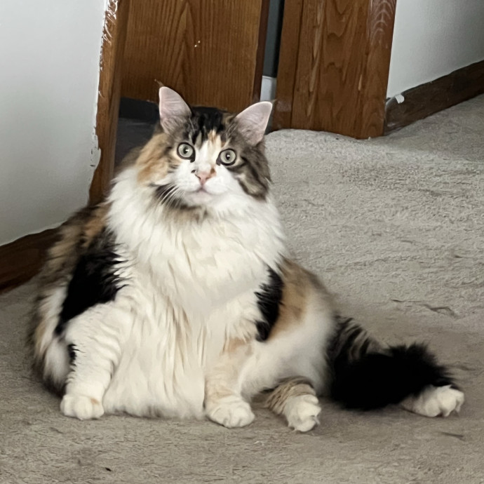 Lifelong Cat Mom To Care For Your Baby