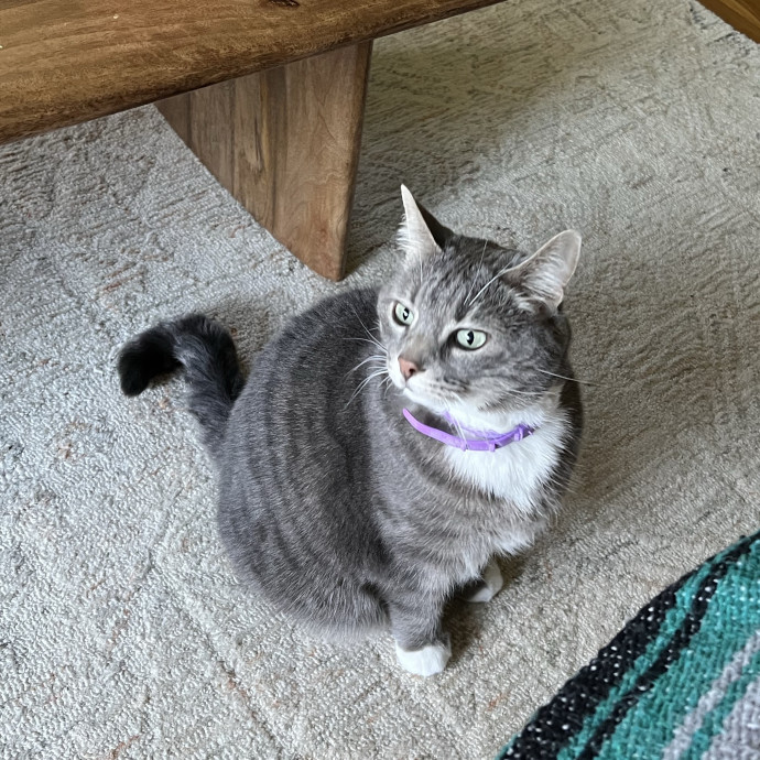 Lifelong Cat Mom To Care For Your Baby