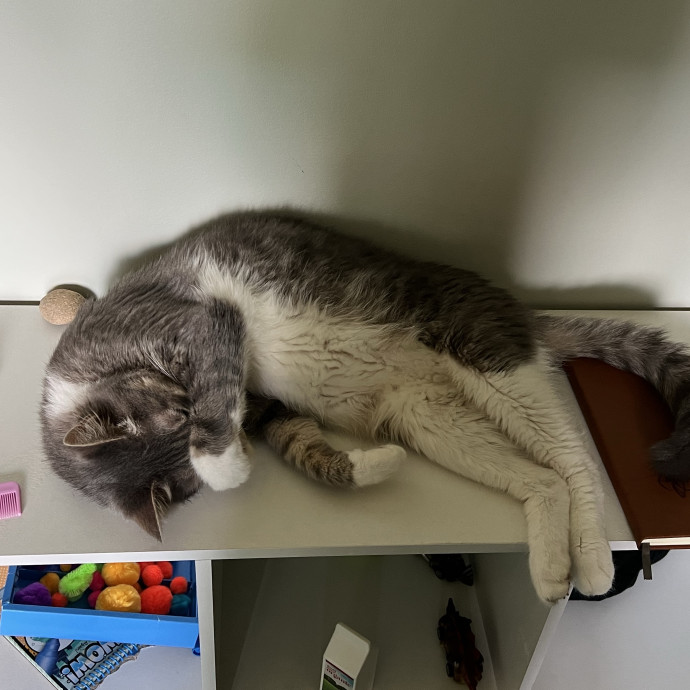 Lifelong Cat Mom To Care For Your Baby