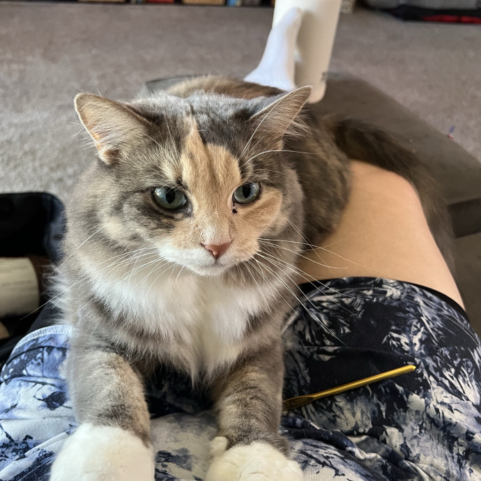 Lifelong Cat Mom To Care For Your Baby