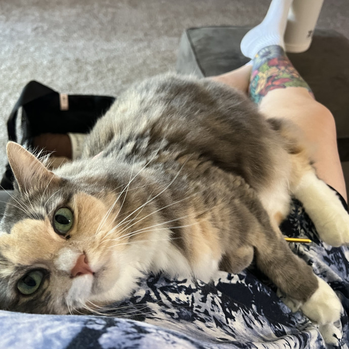 Lifelong Cat Mom To Care For Your Baby