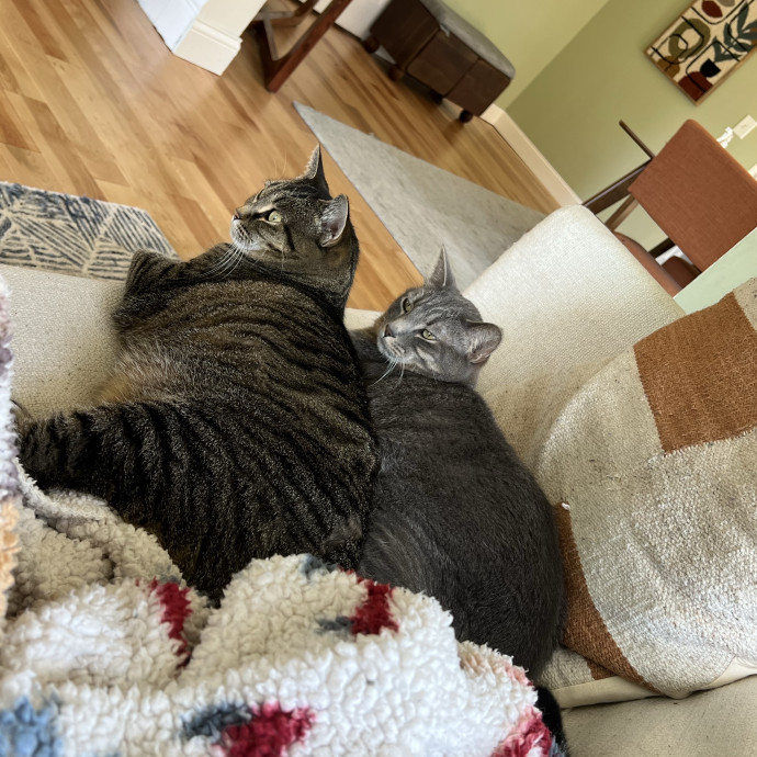 Lifelong Cat Mom To Care For Your Baby