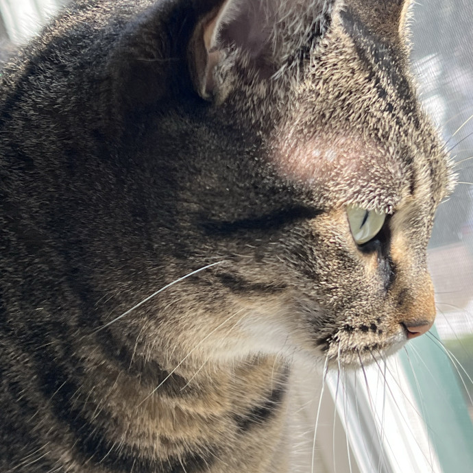 Lifelong Cat Mom To Care For Your Baby photo 3