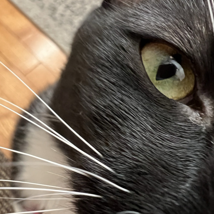 Lifelong Cat Mom To Care For Your Baby photo 2