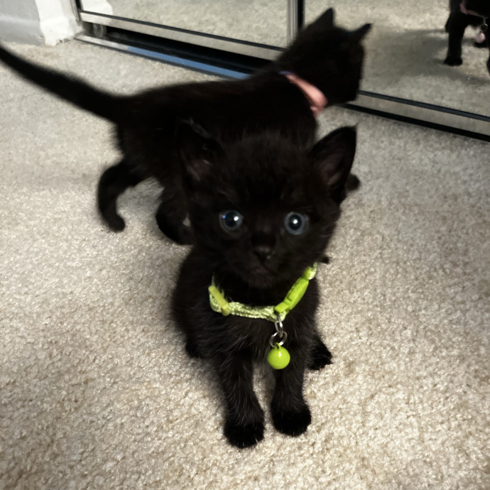 Your Cat's Second Favorite Human