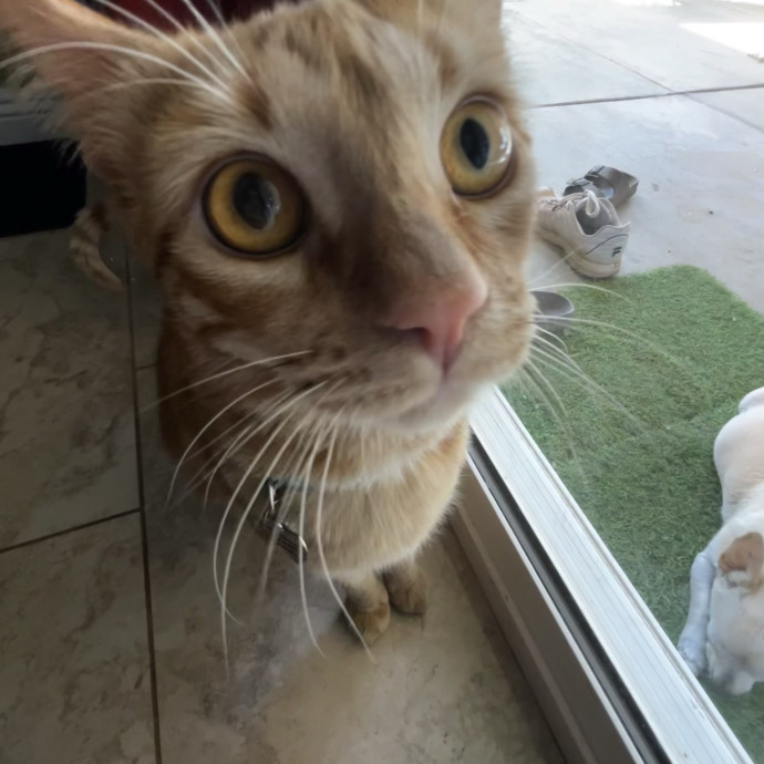 Your Cat's Second Favorite Human