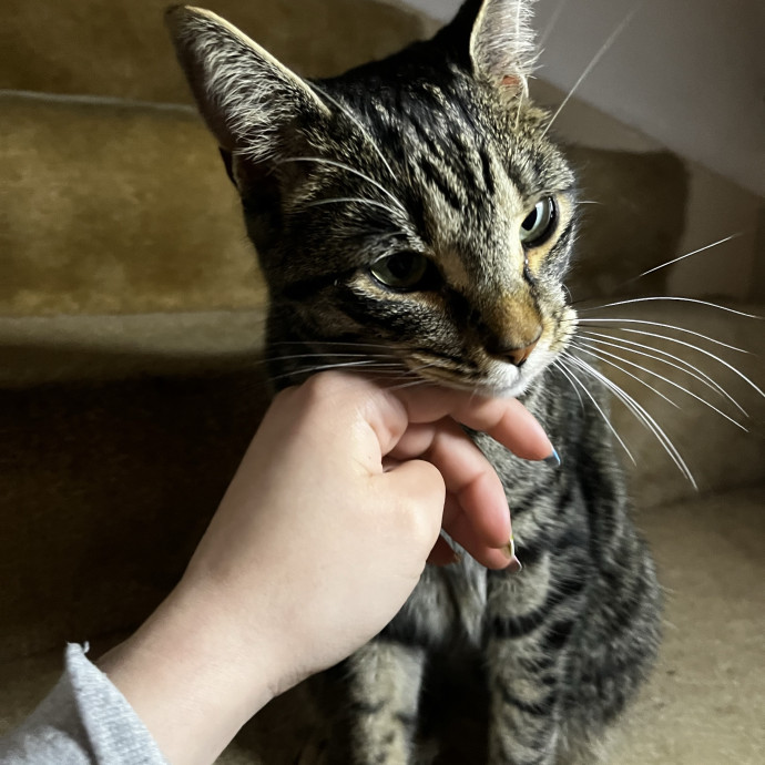 Your Cat's Second Favorite Human photo 3