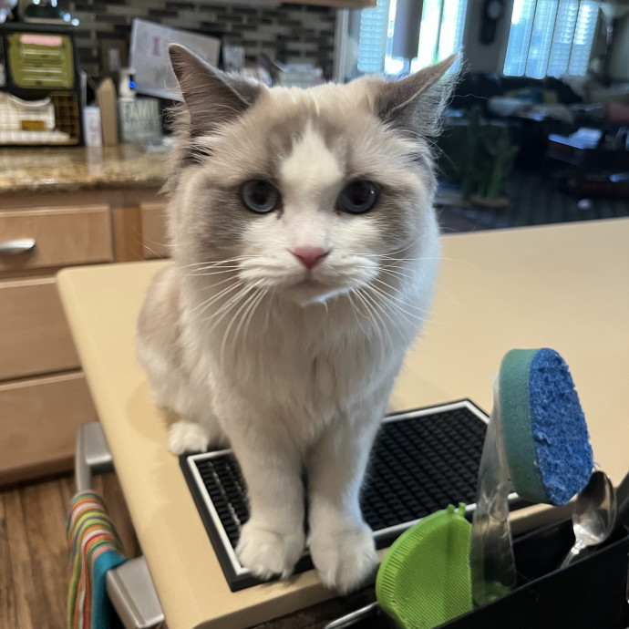 Your Cat's Second Favorite Human photo 2