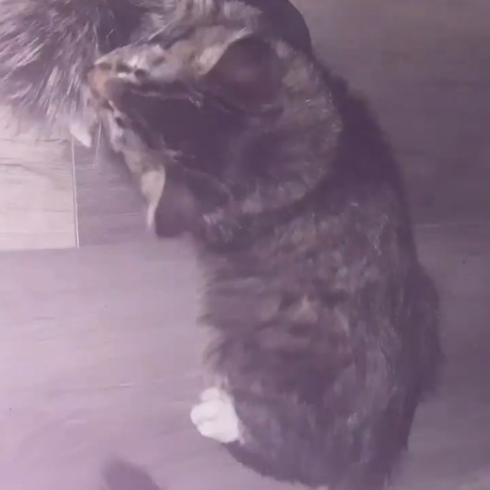 Cat Sitter