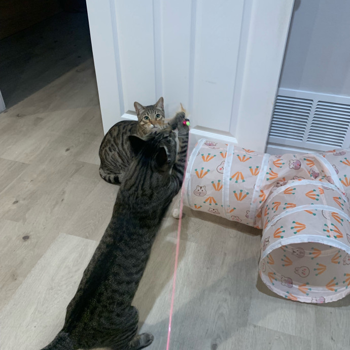Cat Sitter