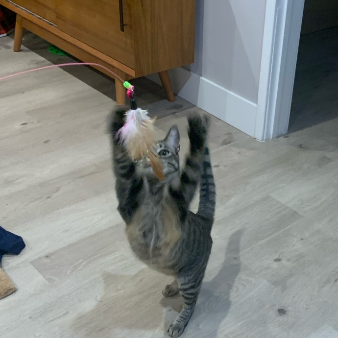 Cat Sitter