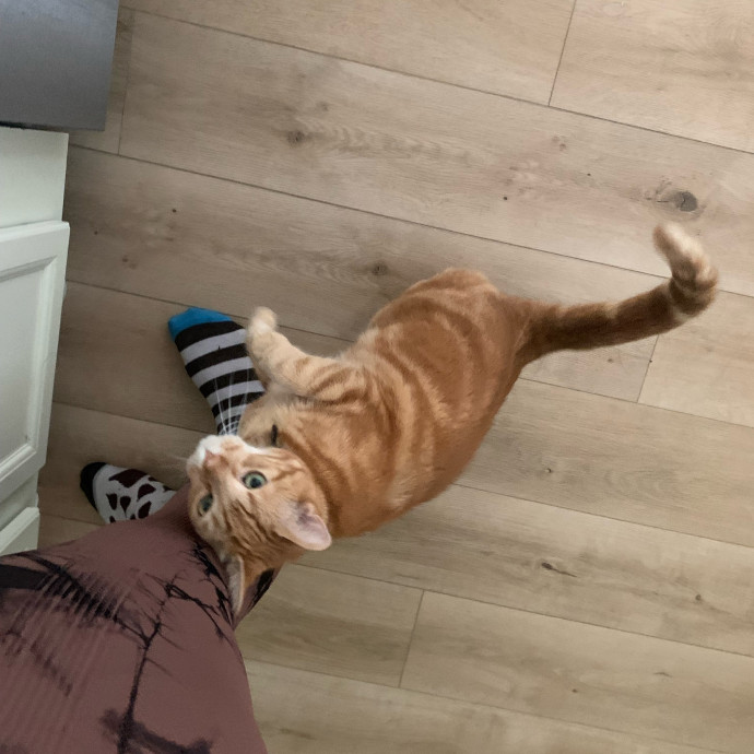 Cat Sitter