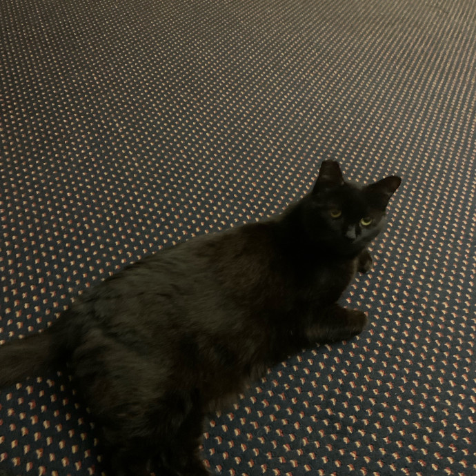 Cat Sitter