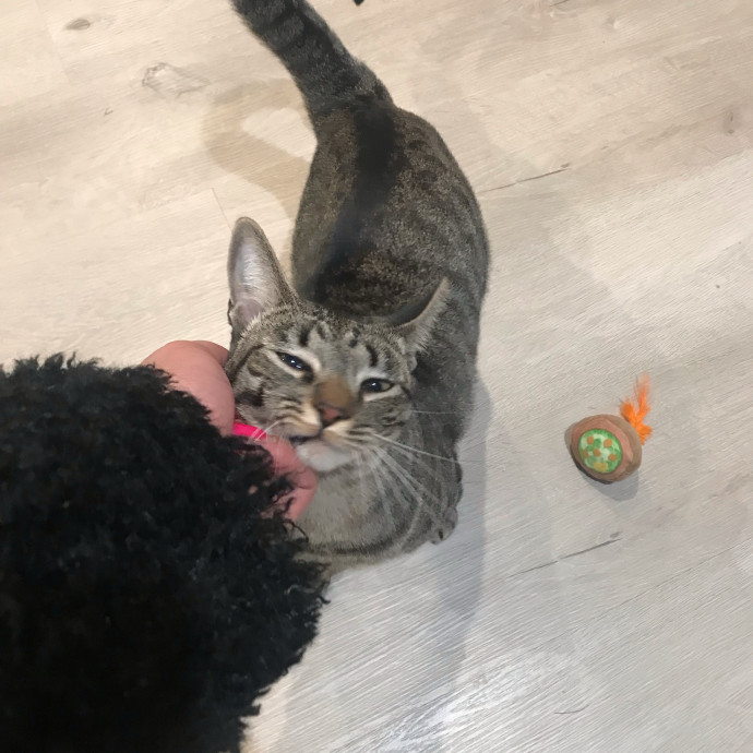 Cat Sitter