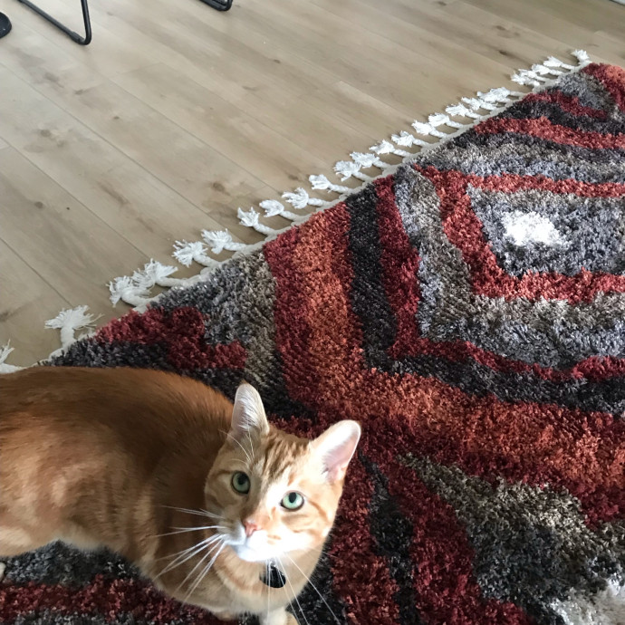 Cat Sitter