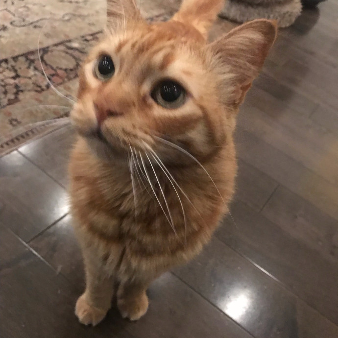 Cat Sitter