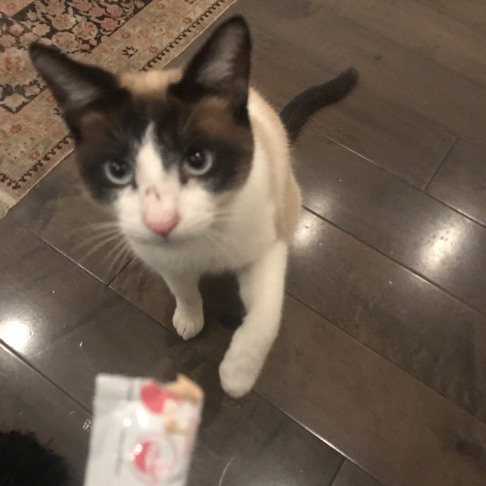 Cat Sitter