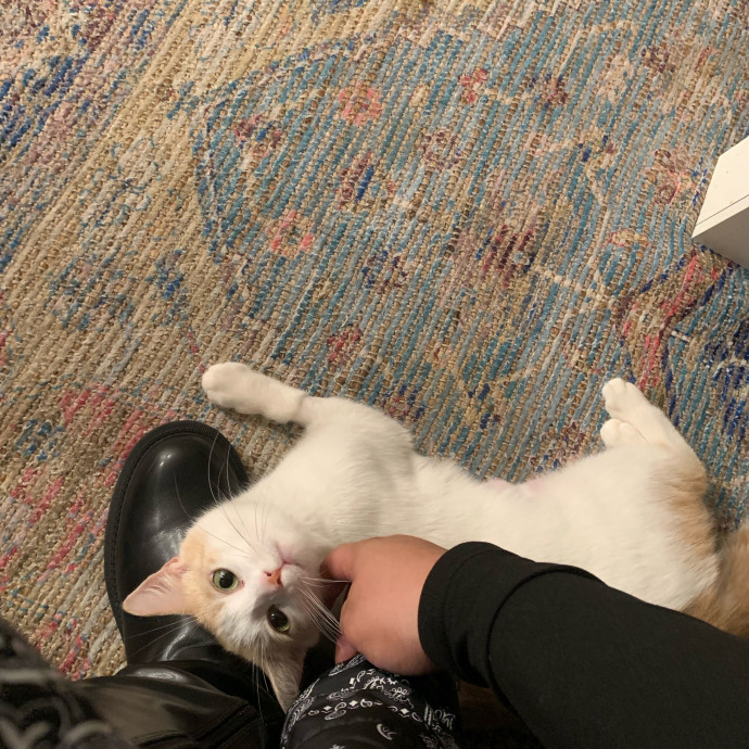 Cat Sitter