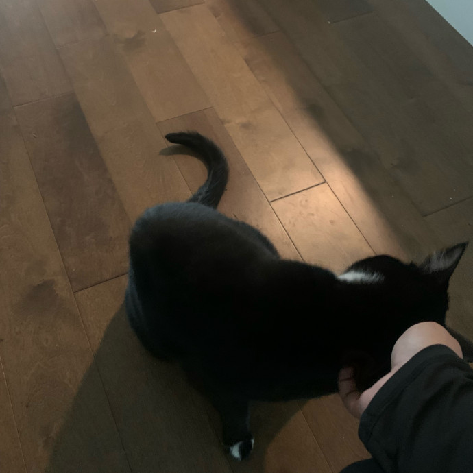 Cat Sitter