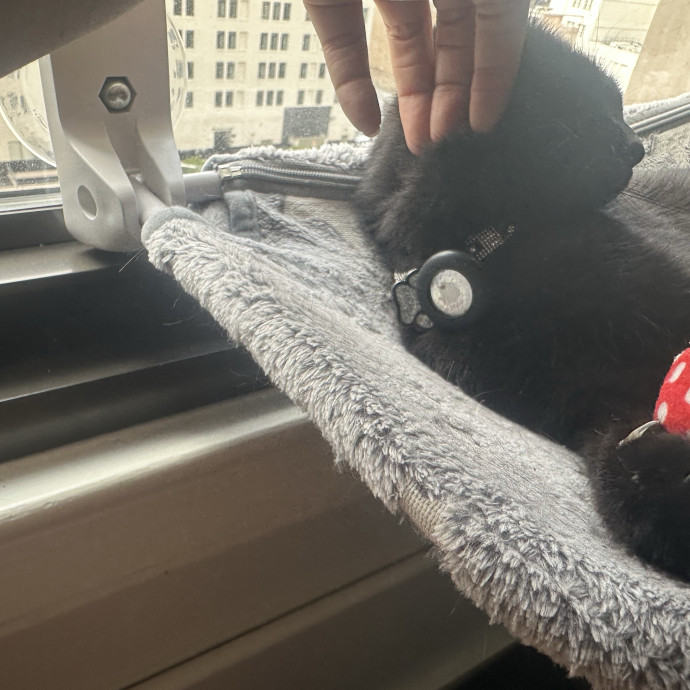Cat Sitter photo 3