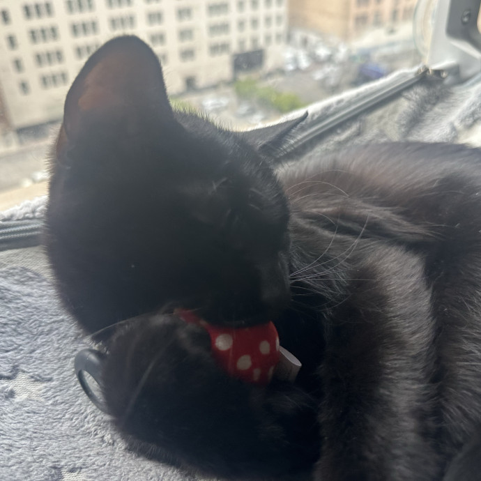 Cat Sitter photo 2