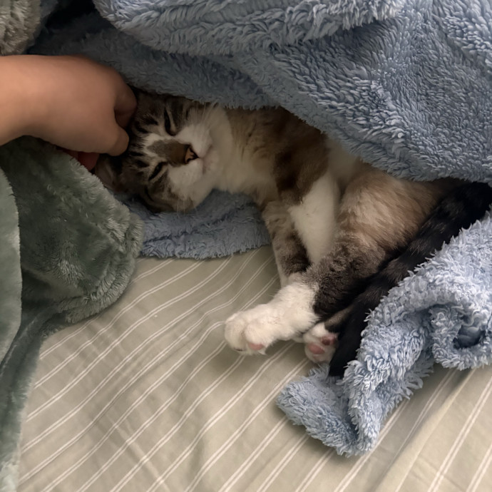 Natalie - Kitty Kare