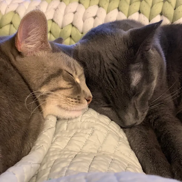 Calm Home Cat Care photo 3