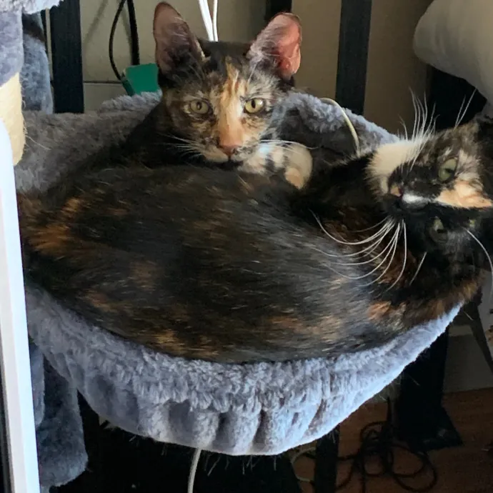 Calm Home Cat Care photo 2