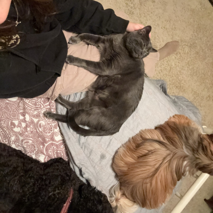 Ampurr Cat Care