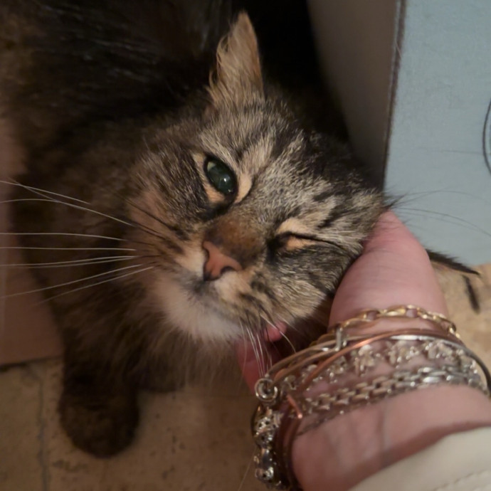 Ampurr Cat Care