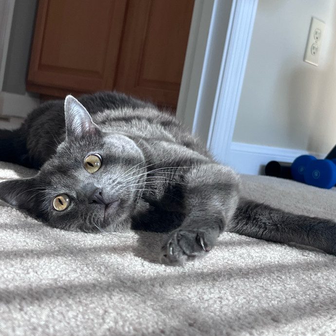 Loving  Caring Cat Person