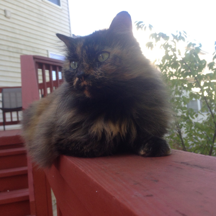 Loving  Caring Cat Person photo 3